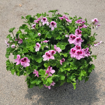 GERANIO MOSKITO - PELARGONIUM CITRODORUM | El Huerto Deitana ®
