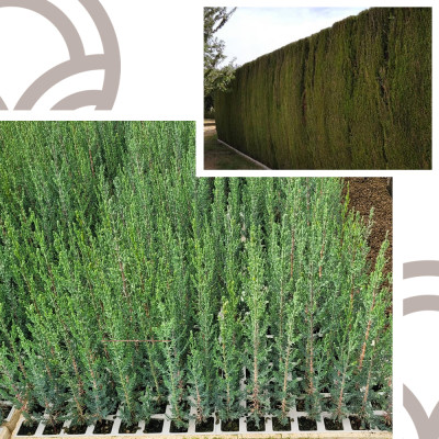 Ciprés Comun - Comprar Cupressus Sempervirens | El Huerto Deitana ®