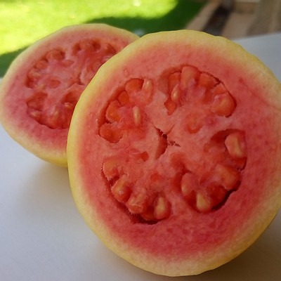 GUAYABA CATLEY FRESA - Psidium