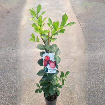 GUAYABA CATLEY FRESA - Psidium