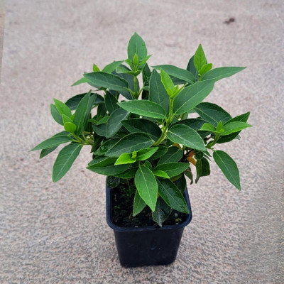 copy of CIPRES LEYLANDII, 2001 MACETA 9X9