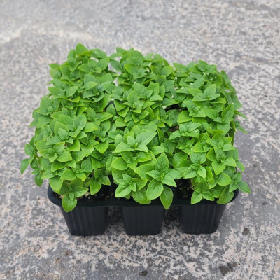 ALBAHACA de hoja fina - Ocimum basilicum Lote 9 uds