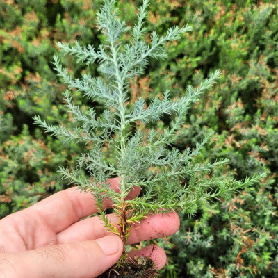 Arizona Cypress - Arizona Cypress 25 to 35 cm tall - Cupressus arizonica