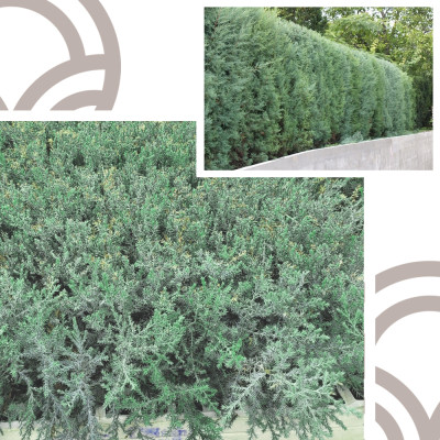 Arizona Cypress - Arizona Cypress 25 to 35 cm tall - Cupressus arizonica