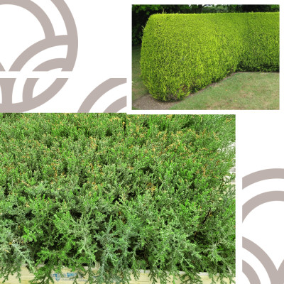 Ciprés Macrocarpa - Cupressus Macrocarpa | El Huerto Deitana ®