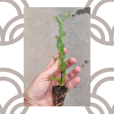 Ciprés Macrocarpa - Cupressus Macrocarpa | El Huerto Deitana ®