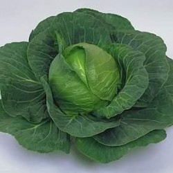 COL REPOLLO