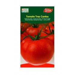 SEEDS G-TOMATO THREE SONGS
