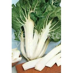 Acelga Verde de penca blanca - El Huerto Deitana