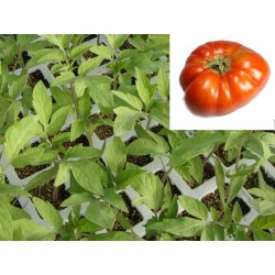 TOMATE MUCHAMIEL