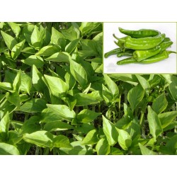PIMIENTO OLAYA