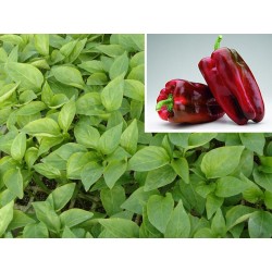 PIMIENTO LAMUYO
