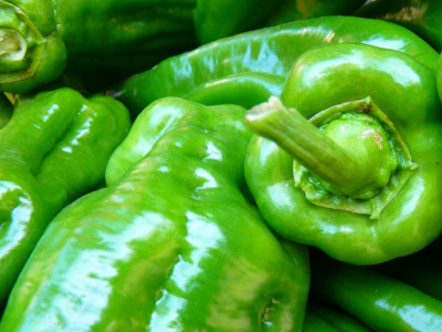 PLANTAS DE PIMIENTO