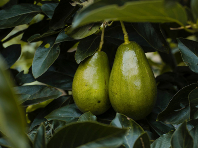 La planta de aguacate