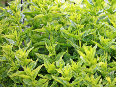 Plantar menta o hierbabuena