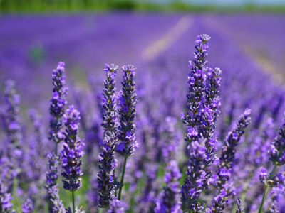 PLANTAS AROMATICAS ONLINE