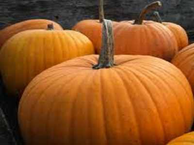 Cómo y cuándo plantar calabazas