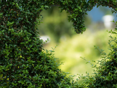 Plantas para setos. ¿Qué setos necesitas para tu jardín?