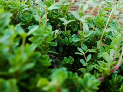 La plantación del tomillo, sus cuidados e información necesaria