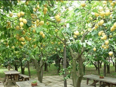 Plantas de Huerto