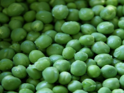 Cultivo del guisante - Plantar guisantes