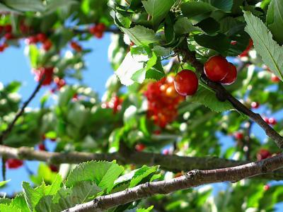 CLASES DE PLANTAS FRUTALES
