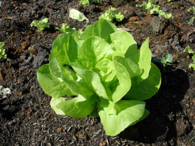 Plantar lechugas para uso propio