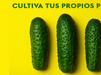 COMO PLANTAR PEPINOS