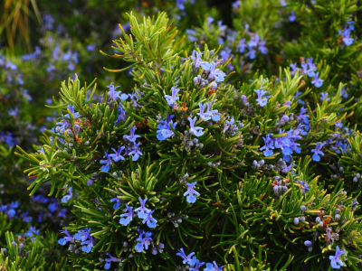 Romero (Rosmarinus officinalis)