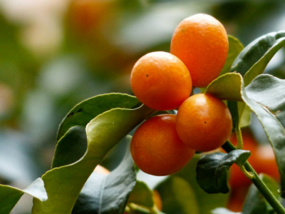Naranjo chino o kumquat: cultivo y cuidados