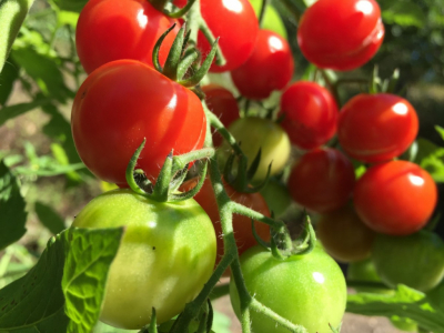 Cultivar plantas de tomates en tu huerto