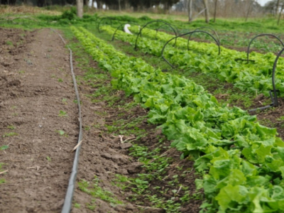 La Huertina de Toni: tu web de cultivo más completa