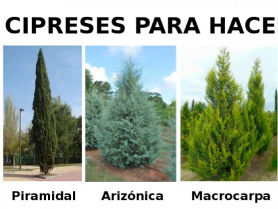 Cipreses para setos