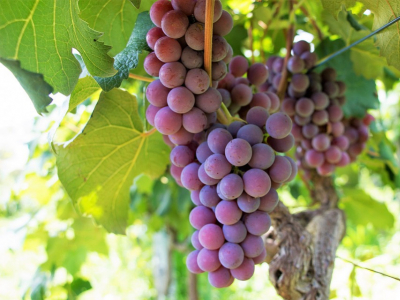 Parras de Uva de Mesa