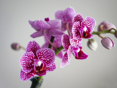 Regalar plantas en el día de San Valentín