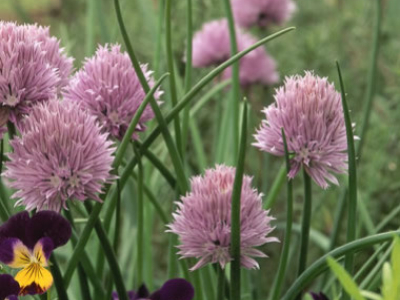 Las mejores aromaticas para plantar en primavera