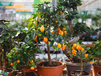 Ventajas de comprar Frutales Enanos Online: comodidad y variedad a tu alcance