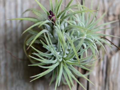Guía para Comprar Tillandsias Online: Consejos y recomendaciones para una compra