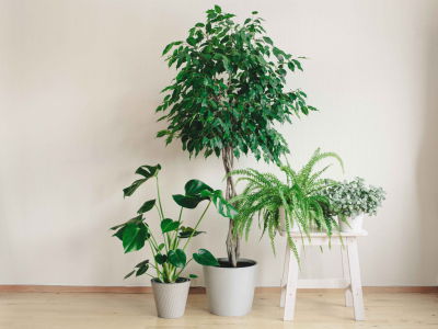 Tipos de Plantas Verdes para Comprar Online: Encuentra tu Favorita