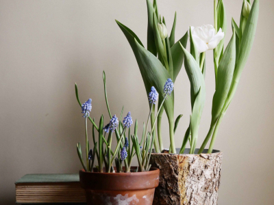 Cómo Plantar Bulbos de Primavera: Paso a Paso