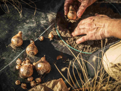 Elegir los Bulbos de Otoño Perfectos para tu Jardín
