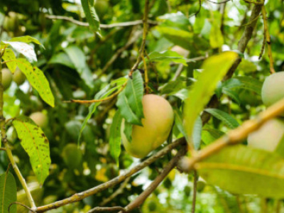 ¿Cuáles son los consejos para elegir frutales tropicales online?