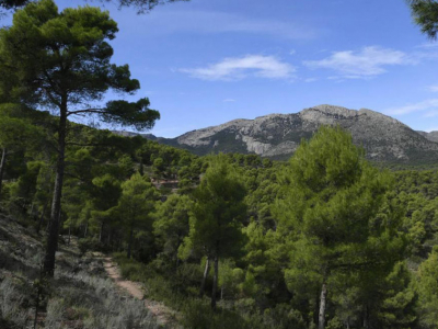 Pinos Ibéricos; Historia de la restauración forestal en la Región de Murcia y el