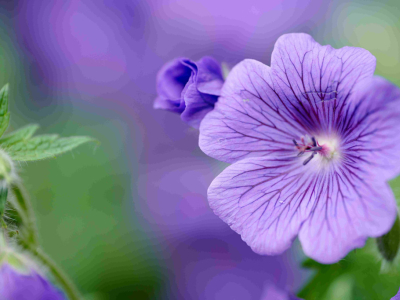 ¿Cómo cuidar y mantener las plantas con flores en mi hogar?
