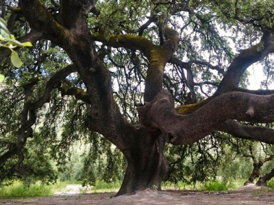 Estos son los ejemplares que aspiran a ser Árbol de España 2021