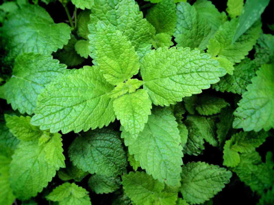 ¿Cuáles son los errores comunes al cultivar plantas aromáticas y cómo evitarlos?
