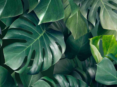 ¿Qué plantas verdes son las más recomendadas para oficinas y espacios de trabajo