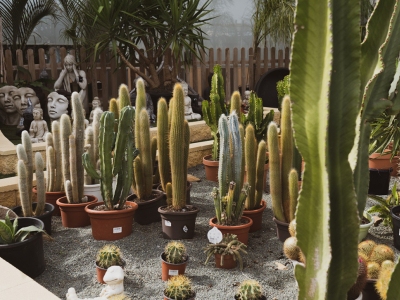 Forma correcta de cuidar un cactus
