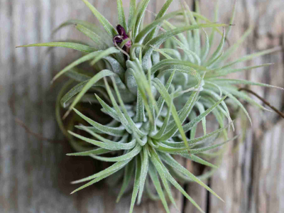 Mejores lugares para colocar Tillandsia en tu hogar