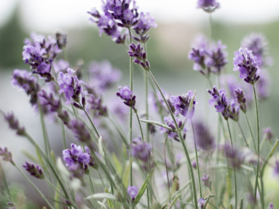 Las mejores plantas aromáticas
